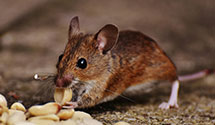 24 Hour & Emergency Exterminators in Woodward, SC